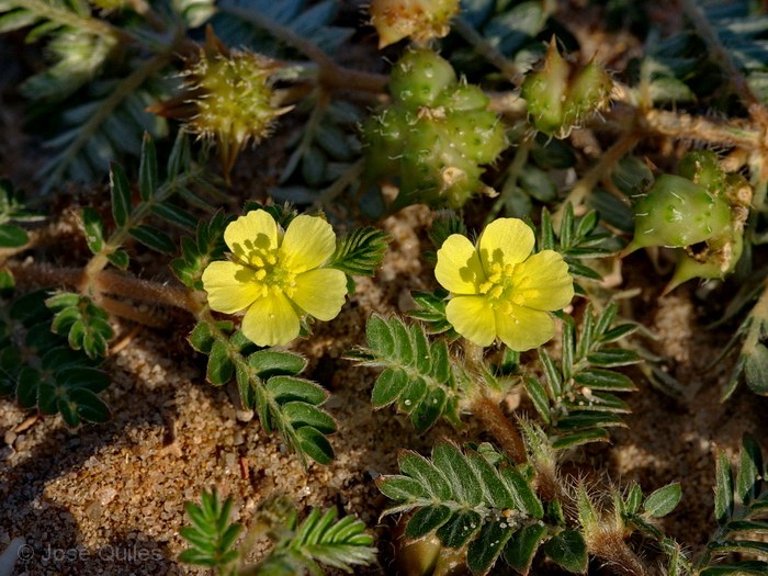 Devesa del Saler